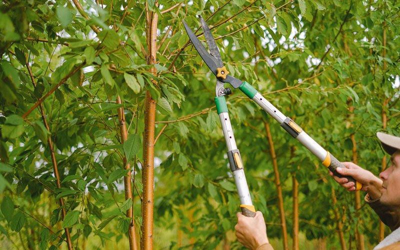 Tree trimming in Independence, KY